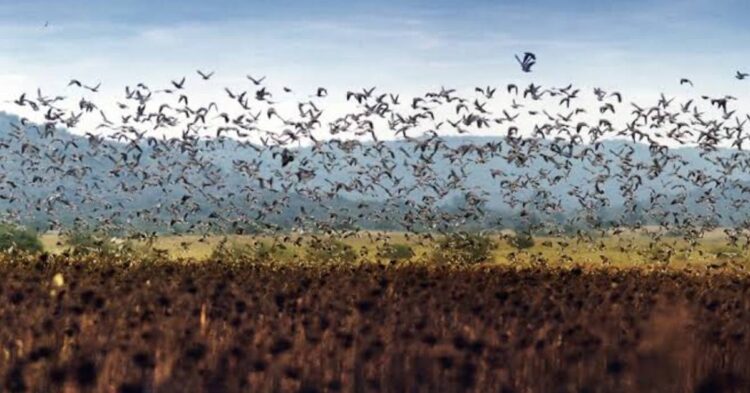 Asolan urracas y otras aves cultivos de sorgo en “El Valle de San Fernando”