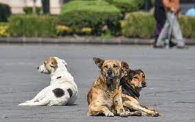 Ante fuertes calores que vienen, hay que cuidar bien a las mascotas