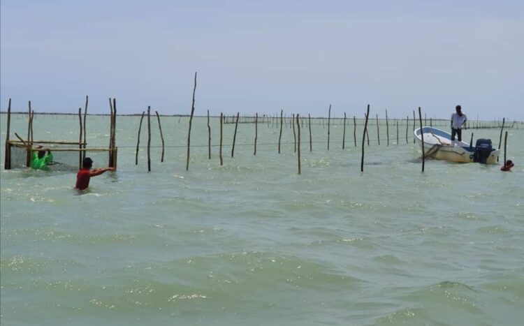 Prevalece respeto a la veda del camarón en la laguna madre