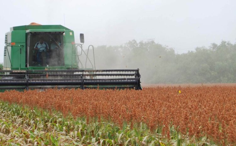 Están faltando máquinas para la trilla de sorgo en la región de San Fernando
