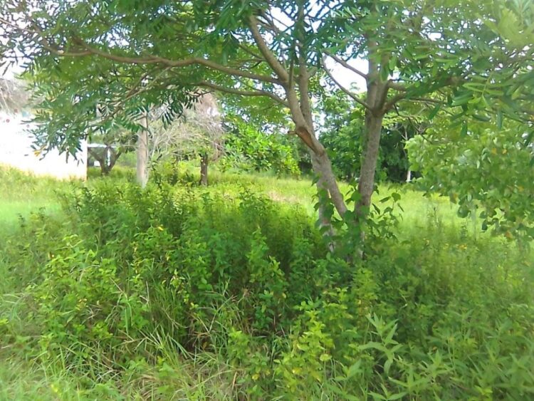 Están faltando máquinas para la trilla de sorgo en la región de San Fernando