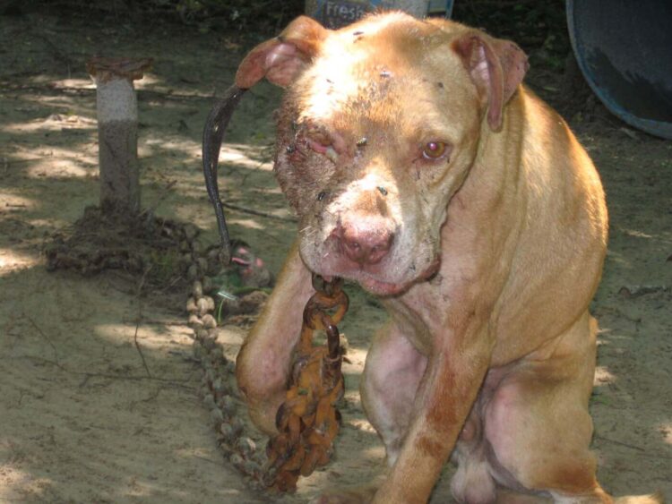 A TAMBOR BATIENTE/  HAY PERSONAS MAS ANIMALES QUE LOS ANIMALES