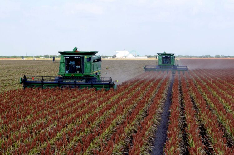 Trillas de sorgo en San Fernando están en fase terminal; no habrá cosecha récord