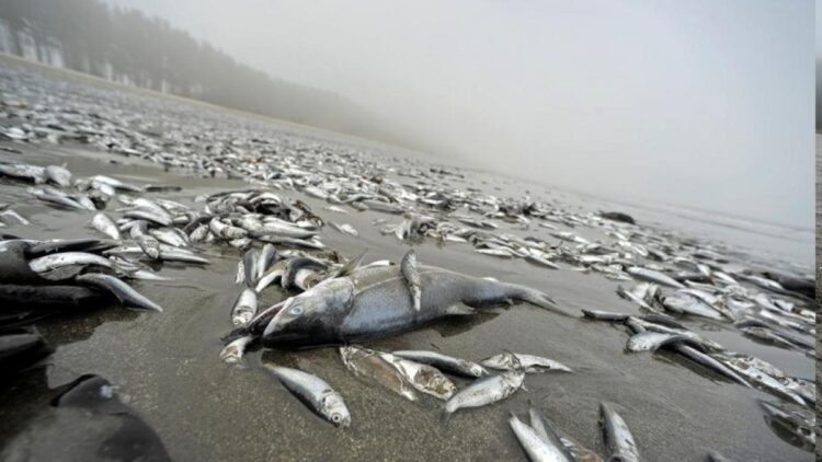 De calentarse más las aguas del Golfo de México y laguna madre, se podría registrar mortandad de peces