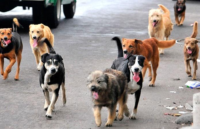 Fuertes calores vuelven a los perros más agresivos… ¡tenga cuidado!