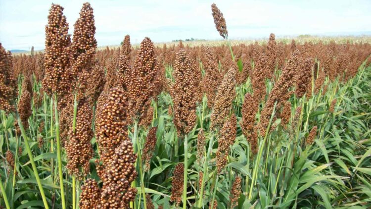 Sorgos se deshidratan nuevamente debido a temperaturas calcinantes