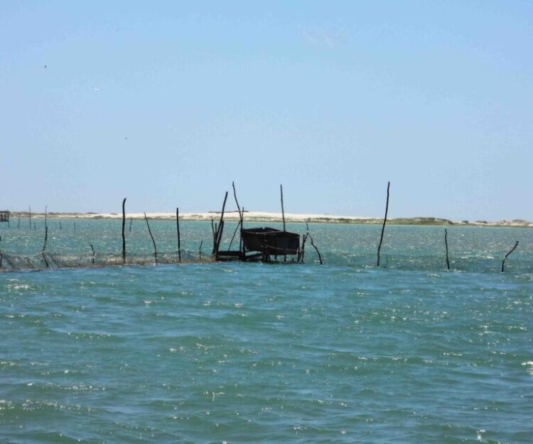 Hoy se termina la veda de camarón en la laguna madre
