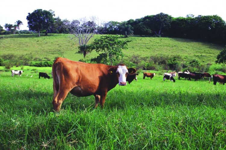 Lluvias le dan un respiro a la ganadería; vegetación estaba secándose