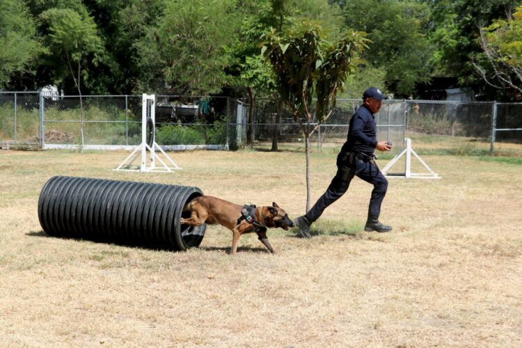 Cuenta Guardia Estatal con agentes caninos especializados