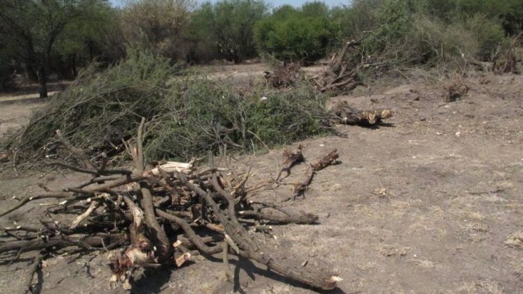 La tala inmoderada en El Valle de San Fernando es factor para que no llueva