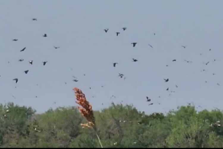Palomas «Alas Blancas» devastan plantíos de sorgo, provocando cuantiosas pérdidas