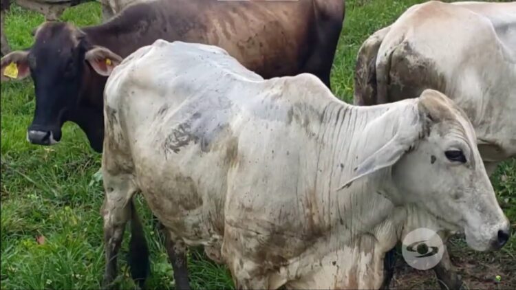 Ganadería sufre embates de plaga de garrapatas