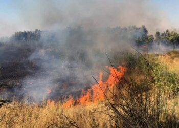 La mayor parte de los incendios forestales son producto de la mano del hombre