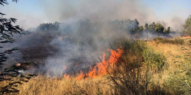 La mayor parte de los incendios forestales son producto de la mano del hombre