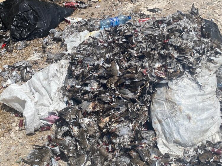 Cazadores toman calles de San Fernando como “tiraderos” de aves sacrificadas