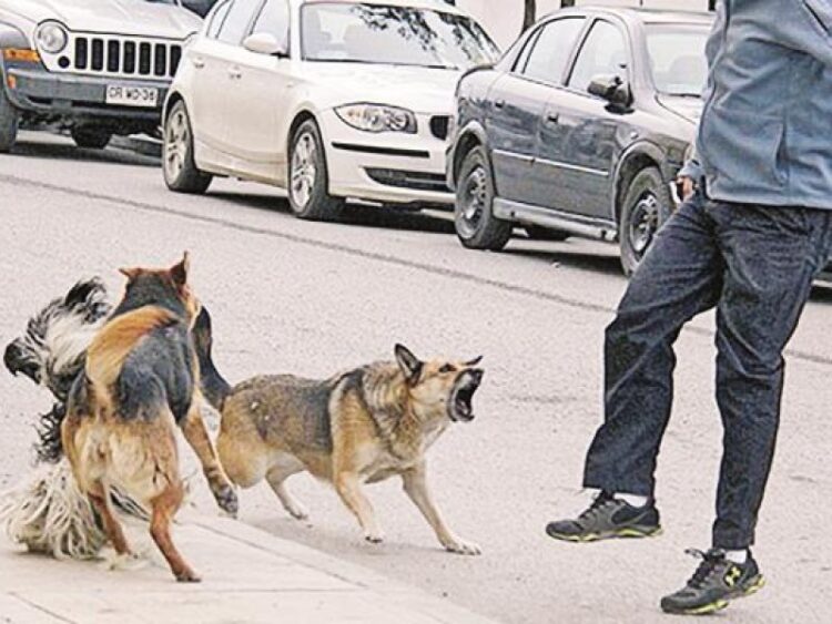 Dueños de perros agresivos son responsables de los daños que causen
