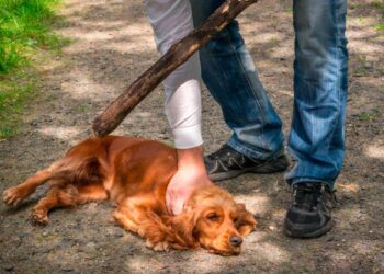 Hasta 8 años de cárcel a quienes castiguen animales, aprobarán en breve…