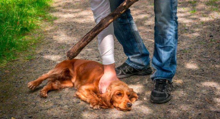 Hasta 8 años de cárcel a quienes castiguen animales, aprobarán en breve…