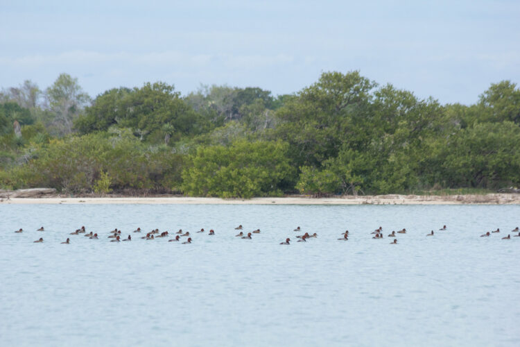 Contaminación de petróleo puede llegar a la laguna madre