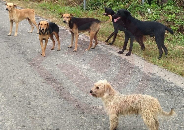 Perros sin dueños riegan basura en la mayor parte de la ciudad