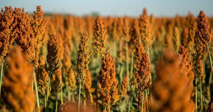 Cultivo de sorgo pasa por mal momento en el norte de Tamaulipas
