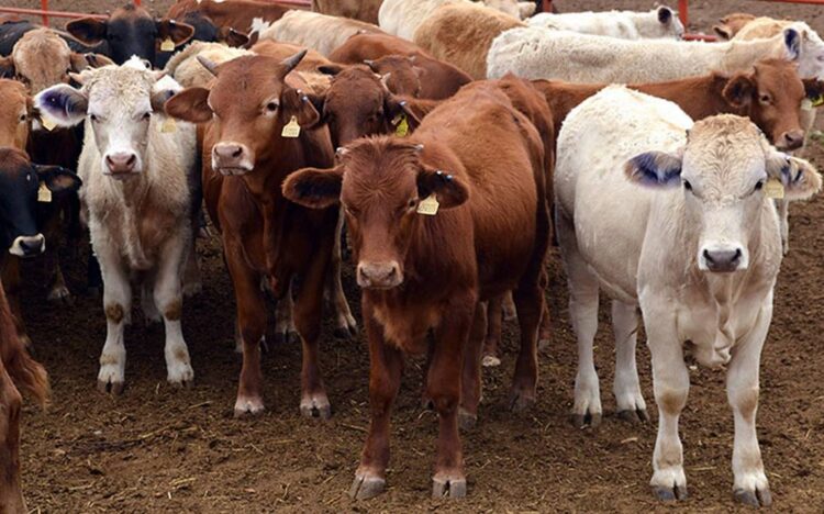 Mejora precio de los becerros de exportación, buena temporada para vender