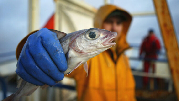 Le amputan extremidades a mujer tras comer pescado contaminado con bacteria