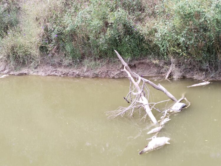 Flotan peces muertes en el río Conchos, a la altura de la cabecera municipal de San Fernando