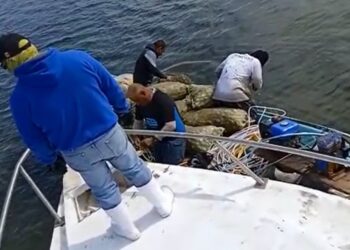 Marinos vigilan que pescadores no violen veda de Lisa en la laguna madre