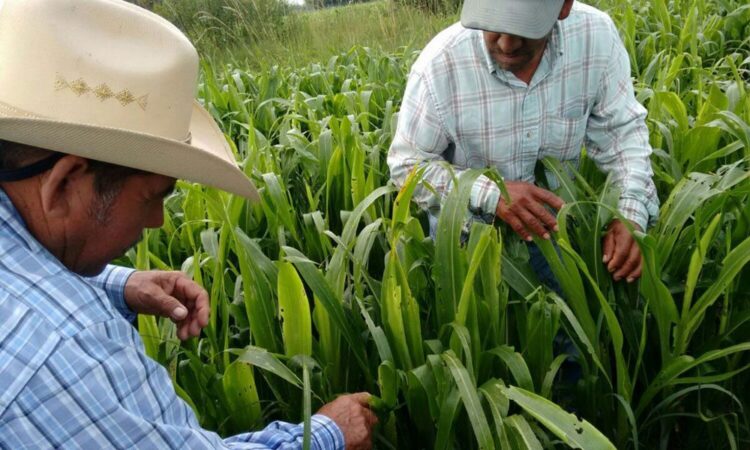 A TAMBOR BATIENTE/CANDIDATURAS PARA GRUPOS VULNERABLES, MIGRANTES Y DIVERSIDAD SEXUAL EN EL 2024