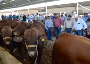 Renuevan hatos ganaderos de Tamaulipas con Programa de Mejoramiento Genético