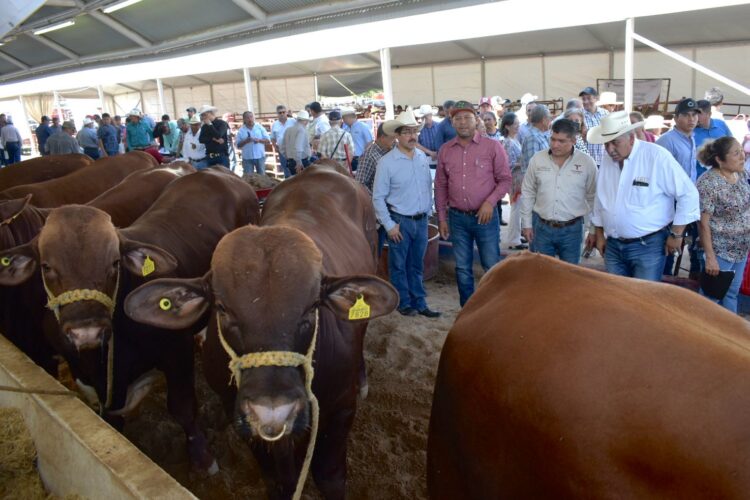 Renuevan hatos ganaderos de Tamaulipas con Programa de Mejoramiento Genético