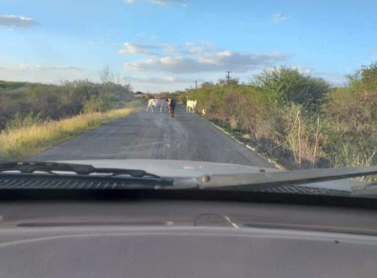 Carretera estatal angosta, monte alto, sin rayas separadoras y ¡con ganado suelto!