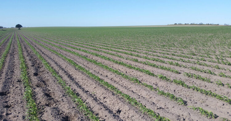 “Helada” no dejó daños significativos en la agricultura