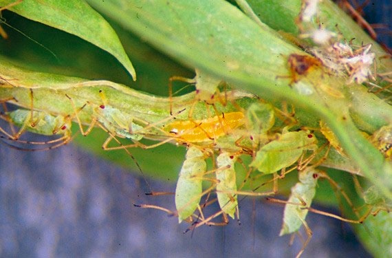 Bajas temperaturas no han sido suficientes para exterminar plagas del campo