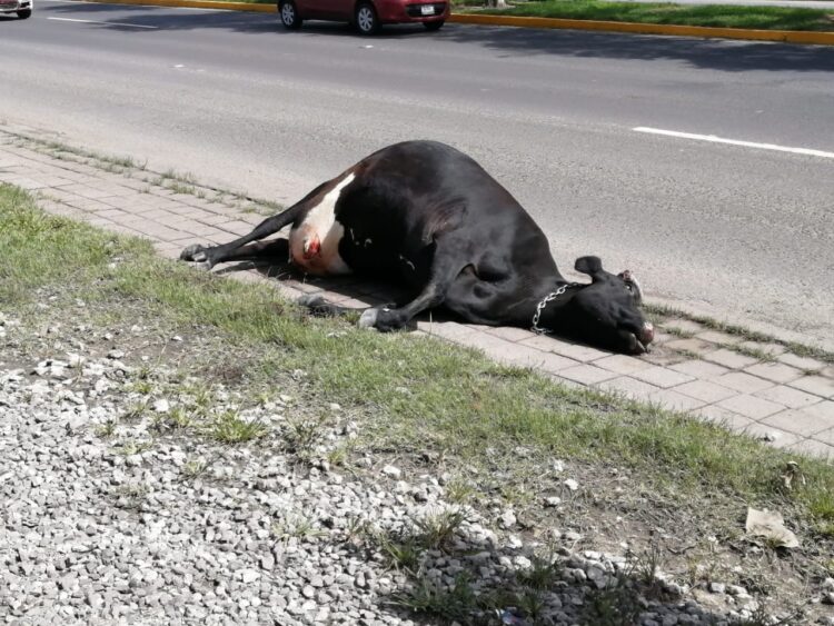 Vacas sueltas en la carretera continúan como un peligro latente para conductores