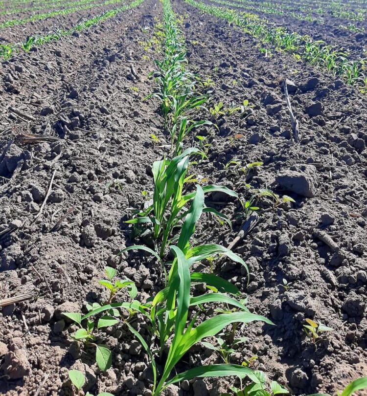 Buen ánimo entre los agricultores por el desarrollo de los cultivos de sorgo