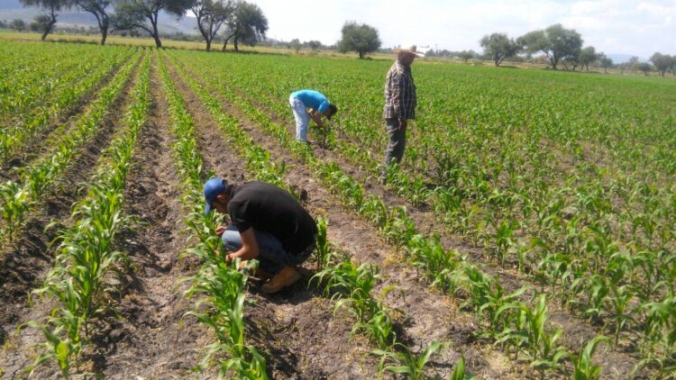 Riego de cultivos está dejando sin agua a México, la mayoría se desperdicia…