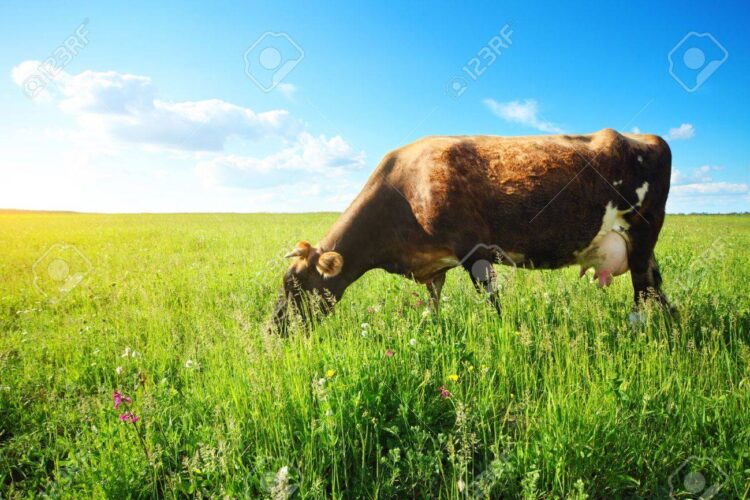 Esperan que pronto abunde comida para las reses en el campo