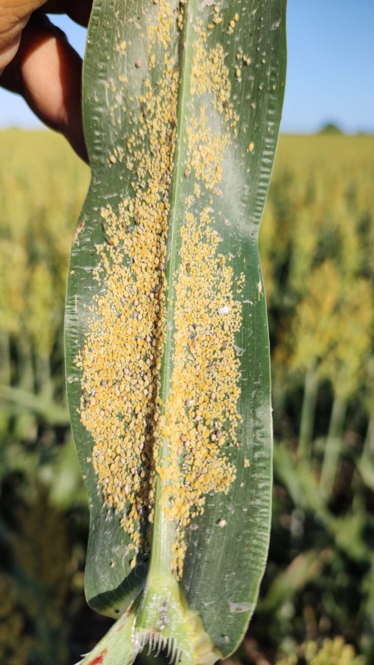 El “pulgón amarillo” se hace presente en los cultivos de sorgo, amenazando la producción