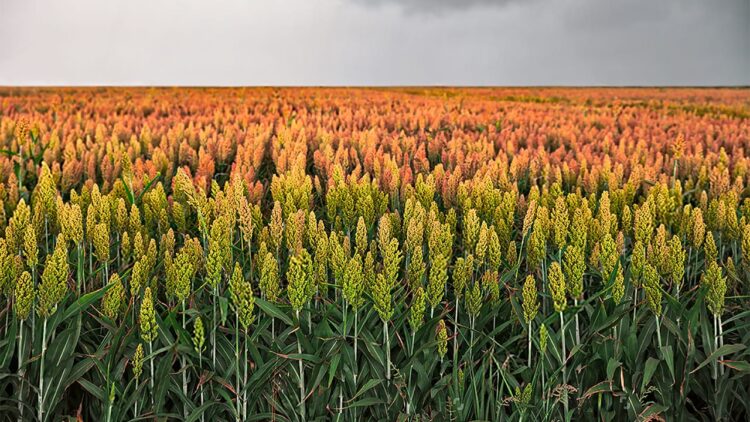 Rumor generalizado: tonelada de sorgo podría bajar a menos de tres mil pesos