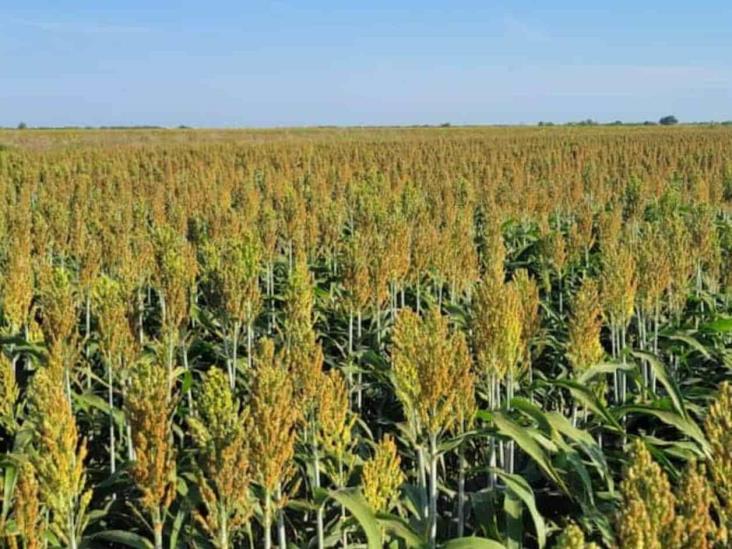 Lluvias vinieron a mejorar panorama agrícola; 2024 podría ser cosecha récord de sorgo