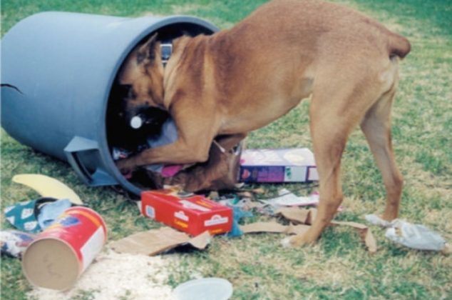Perros sin dueños siguen afectando imagen urbana de San Fernando