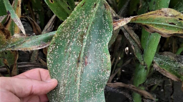 Cultivos de sorgo están infestados de “pulgón amarillo”, afectando la cosecha