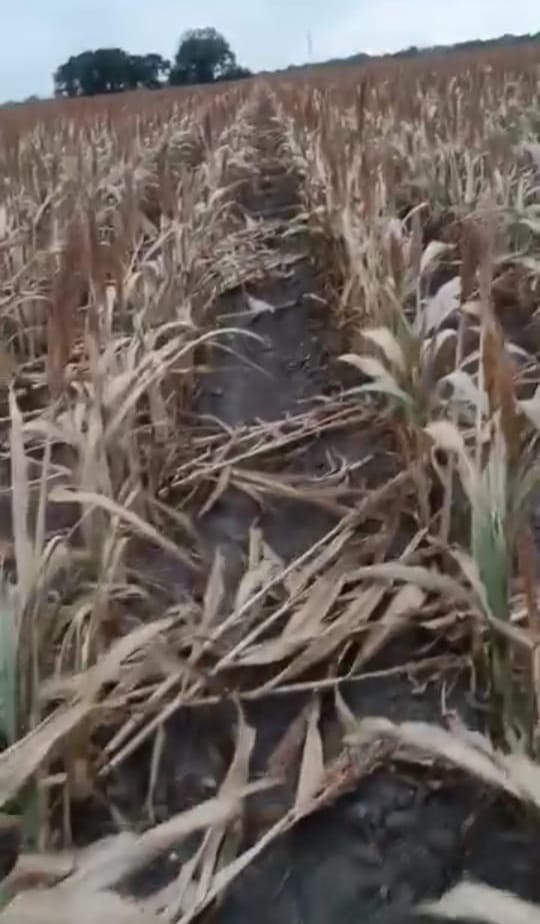 Entre el eclipse y el precio del sorgo se disipa entusiasmo de los productores