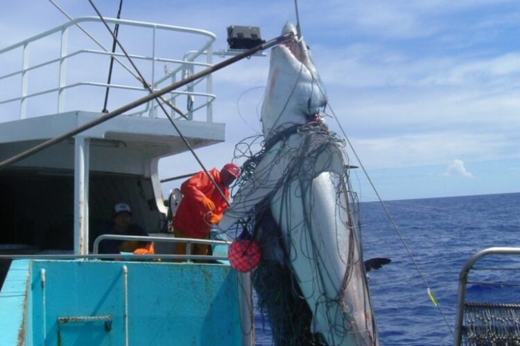 Veda de tiburón en el Golfo de México también afecta a pescadores lagunarios