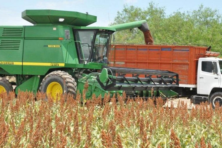 Altas temperaturas y fuertes vientos, arrecian trillas “de pánico”