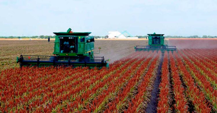 Arrancan primeras las trillas de sorgo en San Fernando; en dos semanas se intensificarán