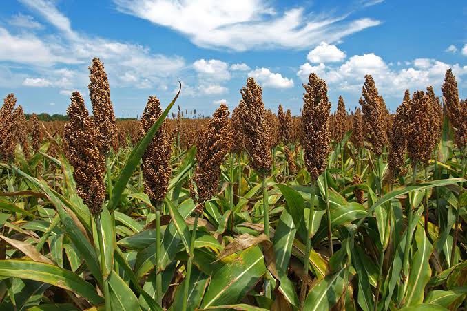 A unas horas de la definición del apoyo que recibirán los productores de sorgo