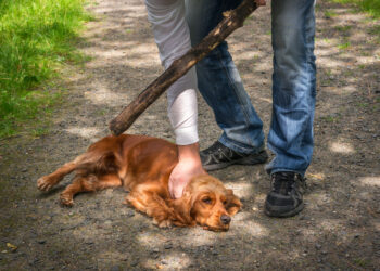 Seis años de cárcel por maltrato animal